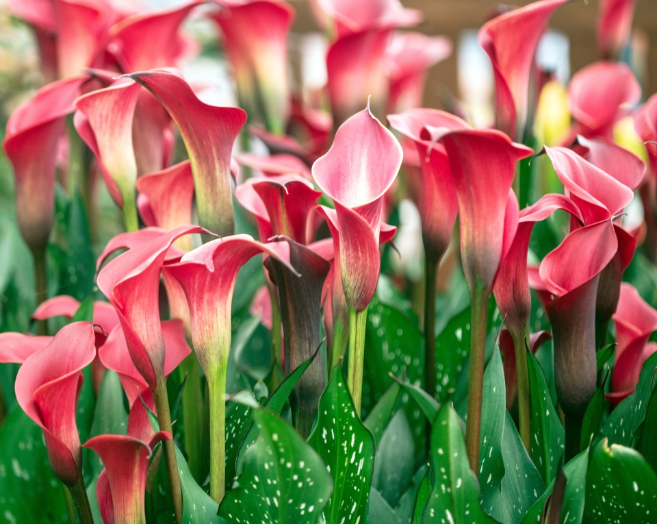 Pink calla lilies