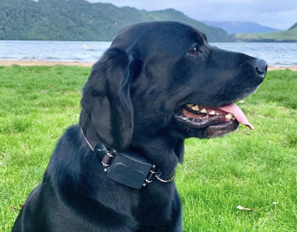Black lab with faunalabs collar, out in nature